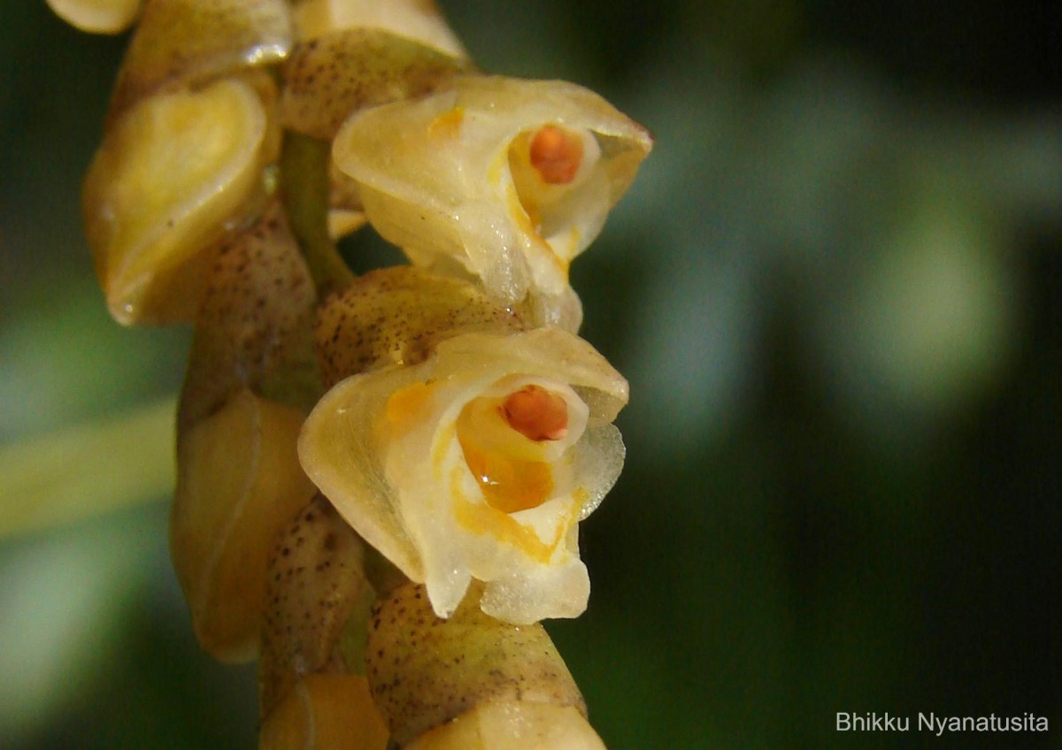 Coelogyne imbricata (Hook.) Rchb.f.